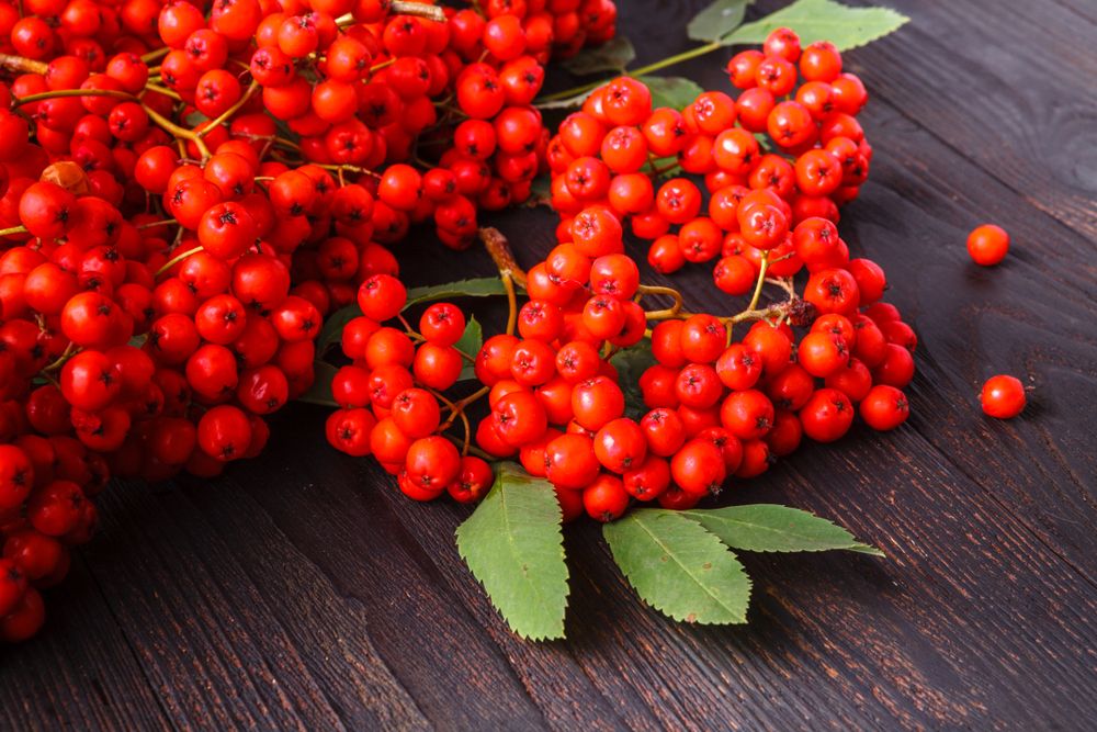 Rowan Berries Health Benefits Prevents Asthma Attacks