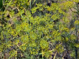 Health benefits of rue essential oil  