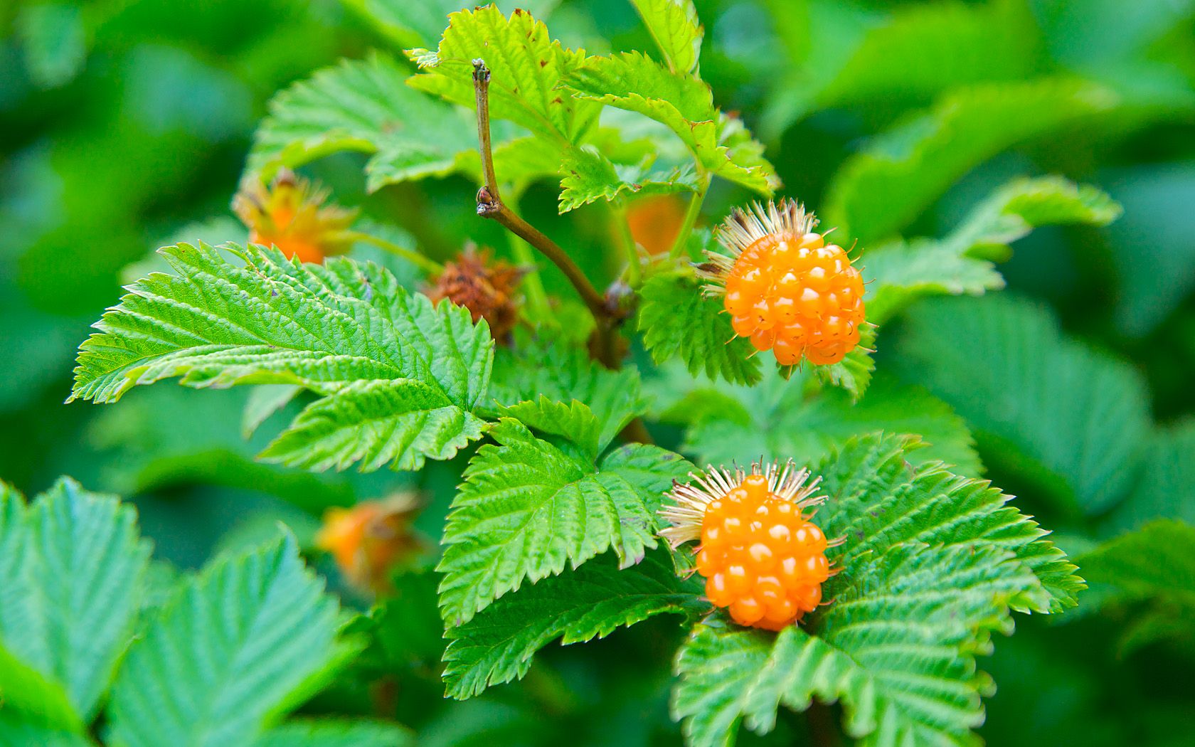 Health Benefits Of Salmonberry , Top 10 Health Benefits Of Salmonberry