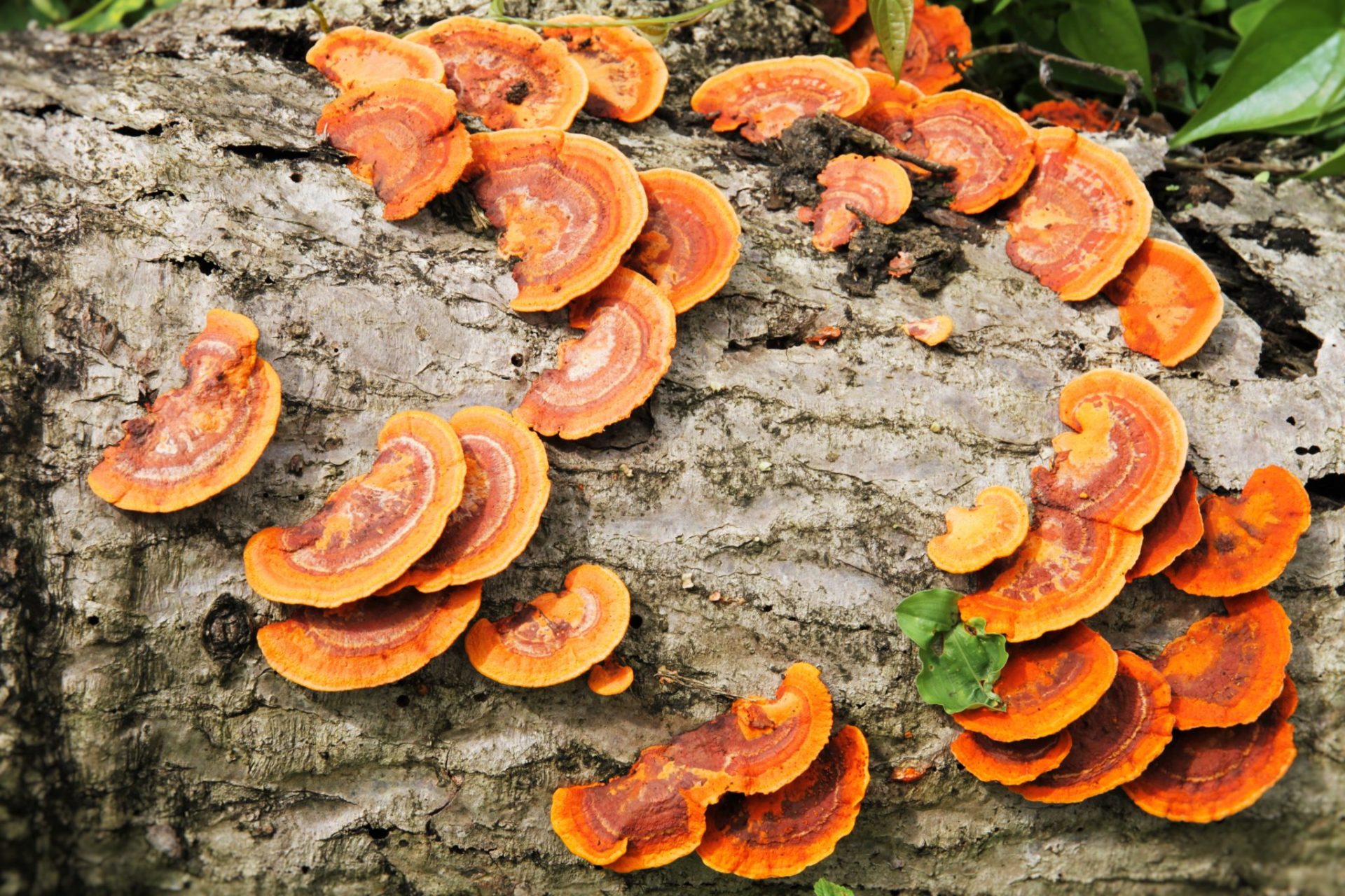 Health benefits of saprophytic fungi Amazing top 08