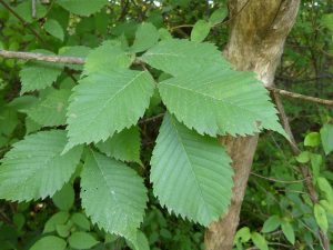 Slippery elm heals damaged hair, skin problems and oral health Health benefits of slippery elm