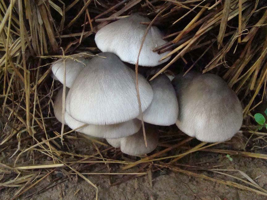 Health benefits of straw mushroom