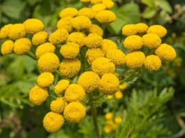 Health benefits of tansy essential oil