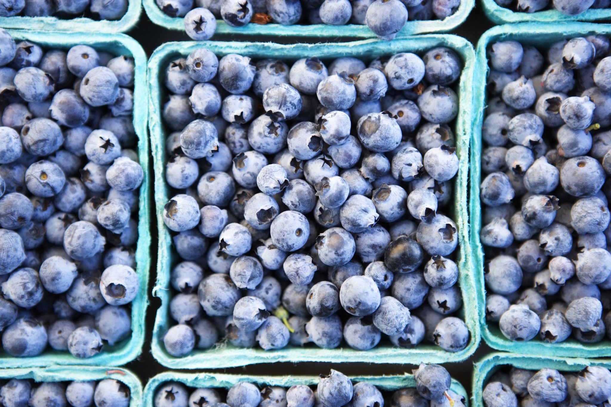 Wild Blueberries Benefits Improves Brain Functions