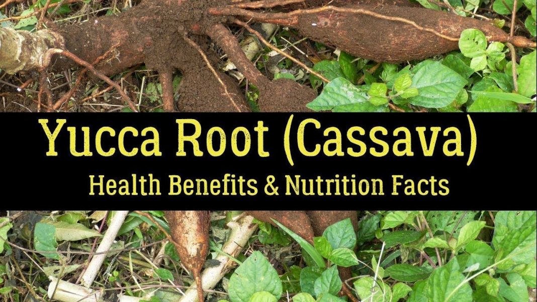 Health Benefits Of Yucca Root , Top 08 Health Benefits Of Yucca Root