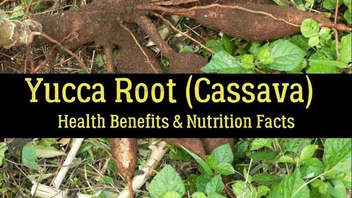 Health benefits of yucca root