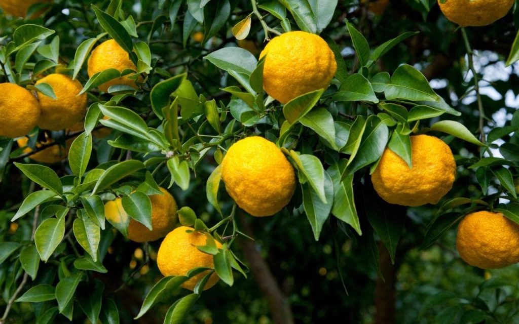 Health Benefits Of Yuzu Fruit, Top 08 Health Benefits Of Yuzu Fruit