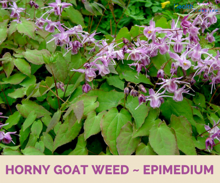 Horny Goat Weed: Amazing 8 Health Benefits