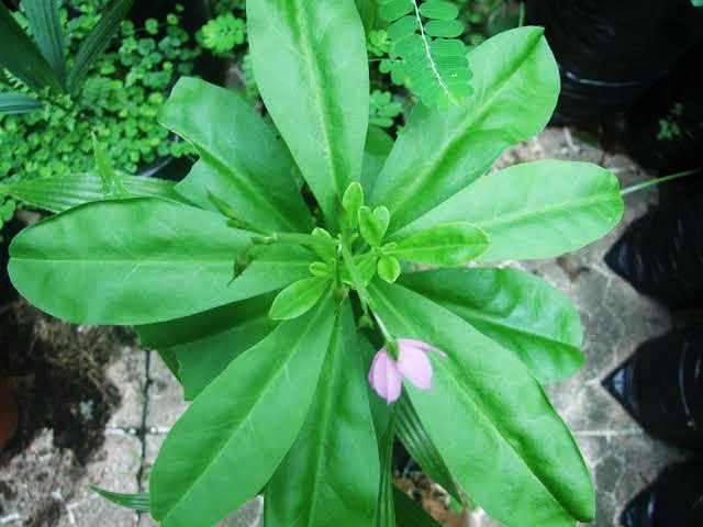 Waterleaf: Top 7 Essential Health Benefits Waterleaf: Top 7 Essential Health Benefits