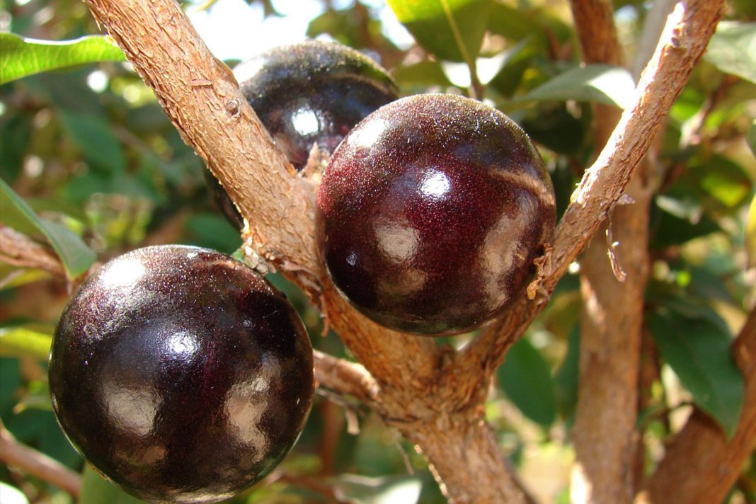 Health Benefits Of Jabuticaba , Top 07 Amazing Health Benefits Of