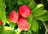 Health Benefits Of Ackee | Home Natural Cures