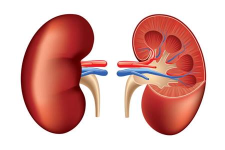 Kidney failure symptoms, causes, types and associated risks