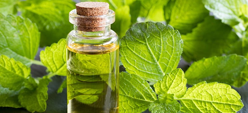 Melissa essential oil