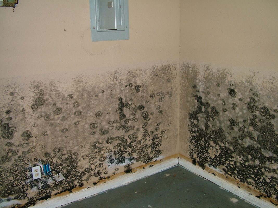 Natural cures for mold