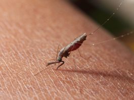 malaria natural treatment