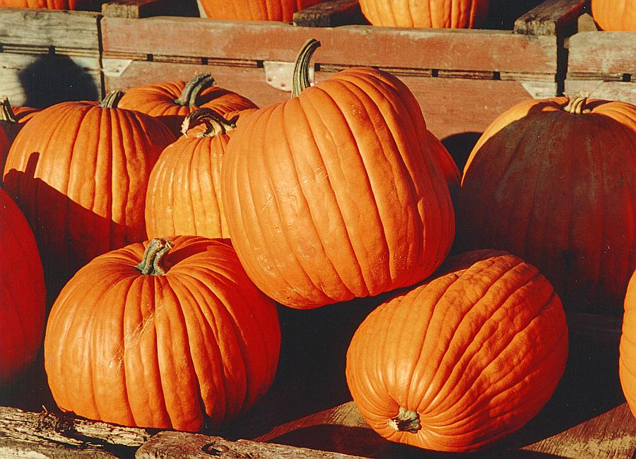 pumpkin, Home Remedies and Natural cures