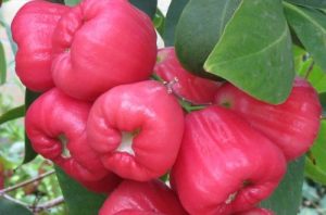 rose apples health benefits