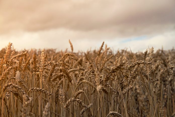 Health benefits of rye