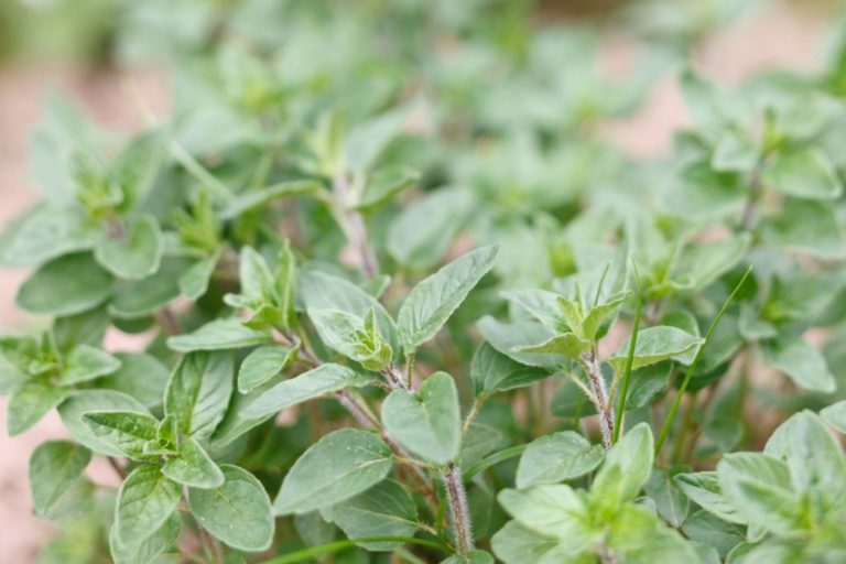 Marjoram Essential Oil Health Benefits