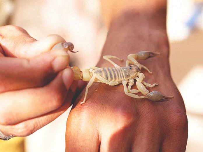 Scorpion bite Symptoms and Causes
