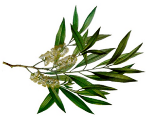 Health benefits of melaleuca oil Health benefits of melaleuca oil