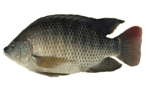 Tilapia
