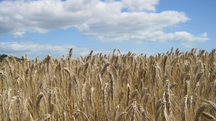 Health benefits of triticale
