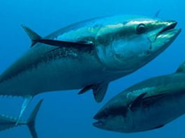 Health benefits of tuna fish