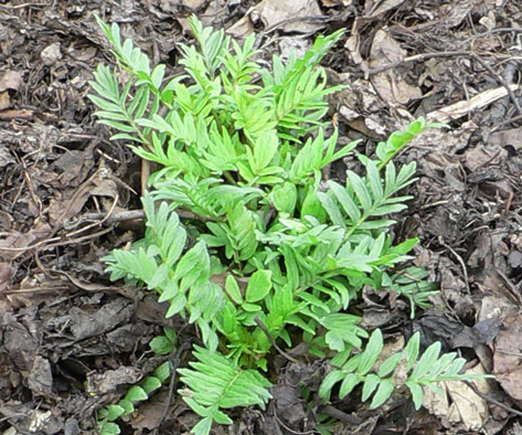 Health benefits of valerian essential oil