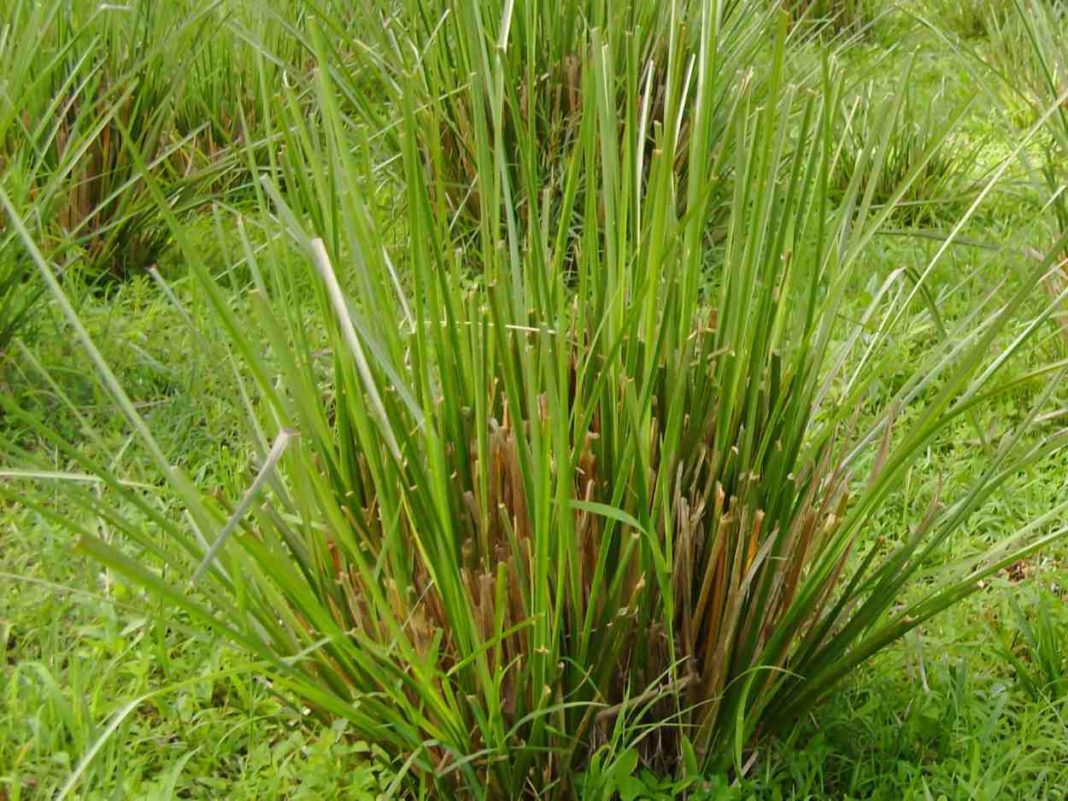 Vetiver essential oil heal wounds & remove scars from your body Vetiver essential oil