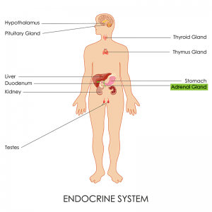 Organic virgin coconut oil and vitamin-C can treat adrenal fatigue adrenal fatigue