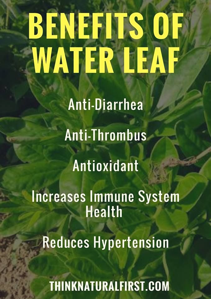 Waterleaf Top 7 Essential Health Benefits