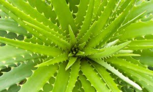 Acne home remedy - fast and best natural methods to get rid of your acne and pimples acne home remedy