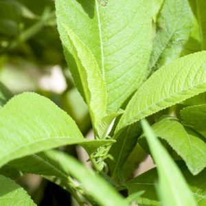 Amyris essential oil can help to regenerate the skin Health benefits of amyris essential oil