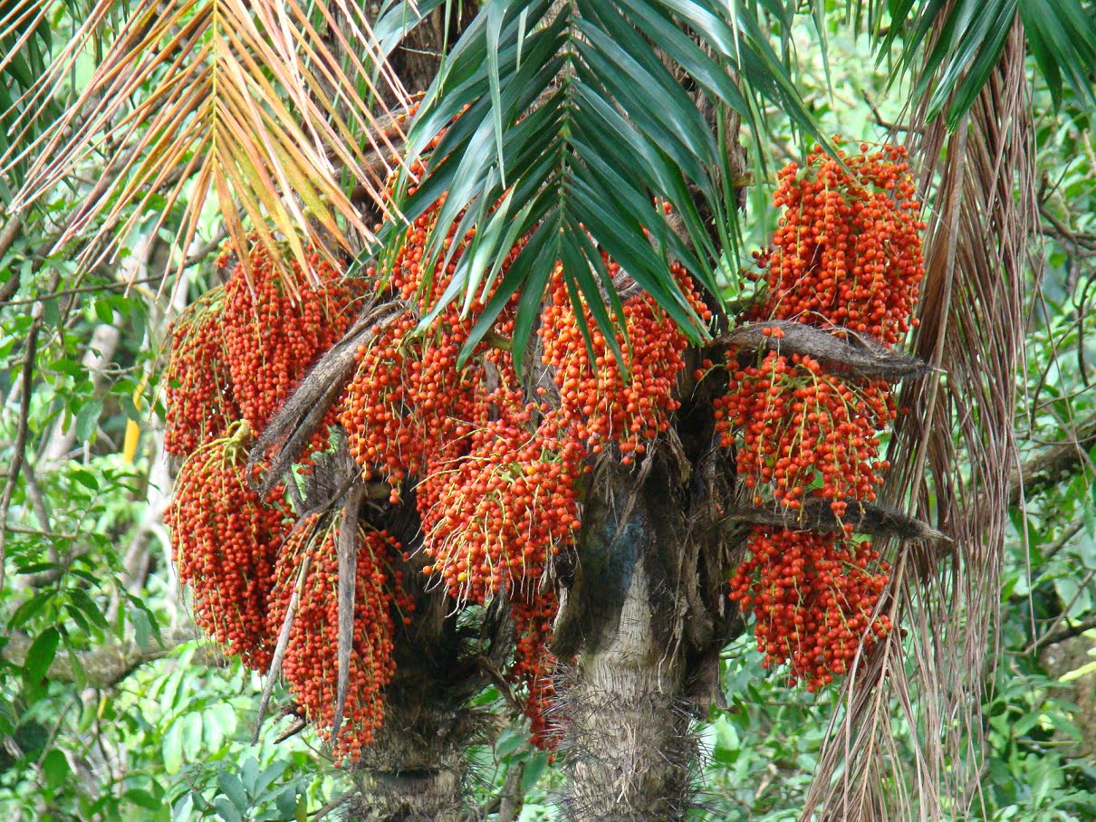 Peach Palm Amazing Health Benefits