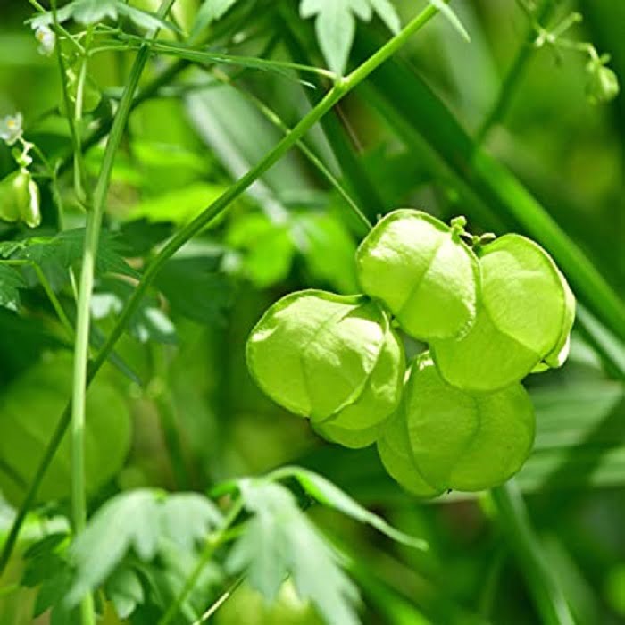 10 Health benefits of balloon vine