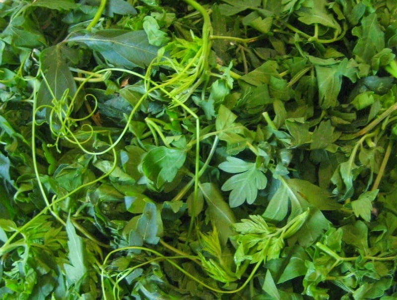 10 Health benefits of balloon vine balloon vine plant