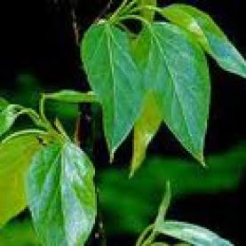 Balsam of peru essential oil - benefits and uses Health benefits of balsam of Peru essential oil