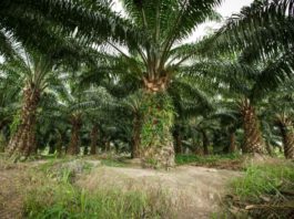Health benefits of palm oil
