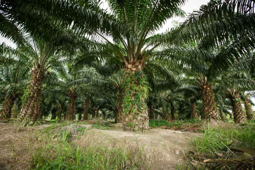 Palm oil health benefits