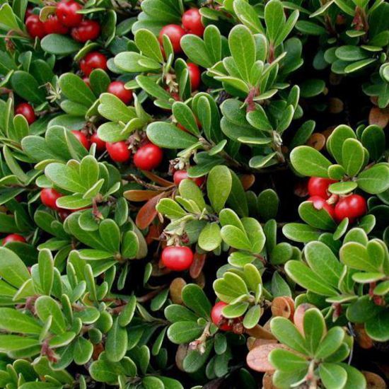 Health benefits of bearberry
