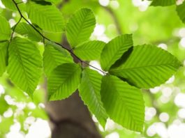 beech leaves edible