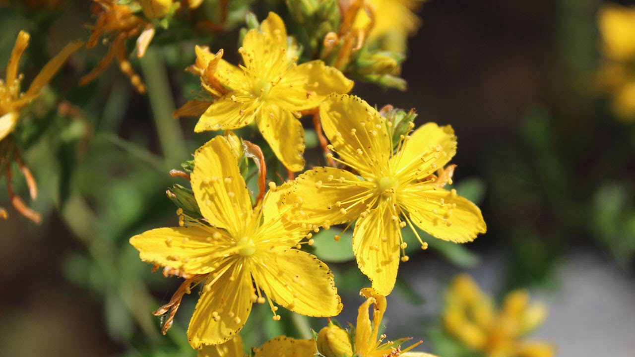 Health Benefits Of St. John's Wort Can Help Cure Hangovers, Cure