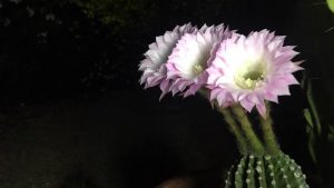 Health benefits of cactus flower