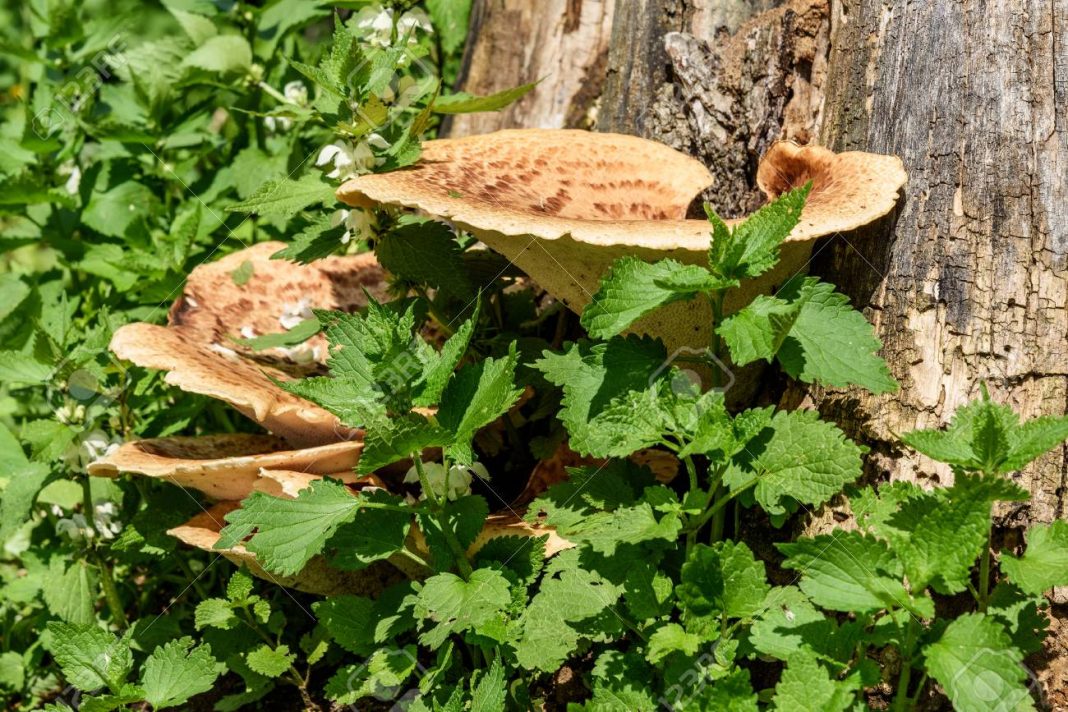 mushroom chaga tree trunk nettle Health benefits of chaga mushrooms