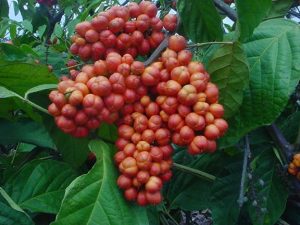 Health benefits of guarana
