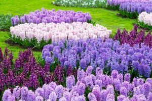 Health benefits of hyacinth