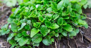 Health benefits of lemon balm