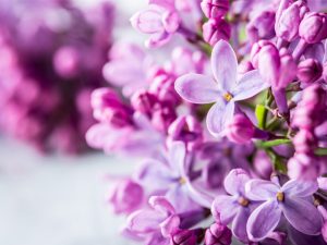 Health benefits of lilac essential oil