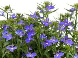 Health benefits of lobelia herb